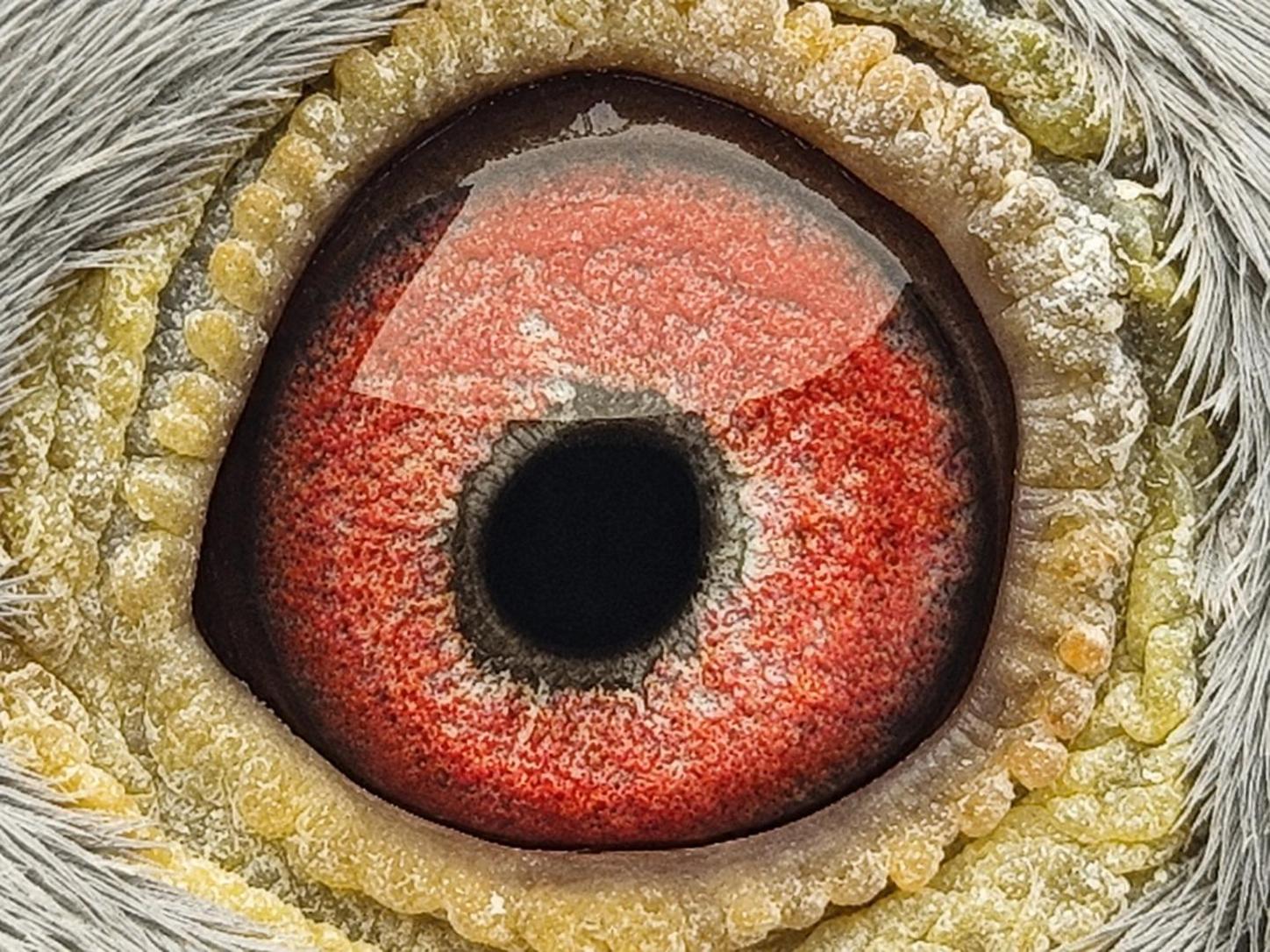 Pigeon eye